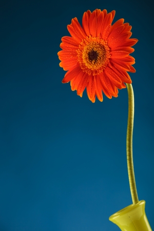 orange gerbera with some drops on its petals in a yellow vase over a blue backgroundの写真素材
