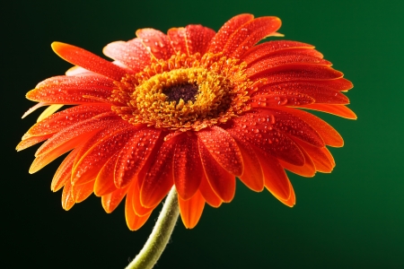 closeup picture of an orange gerbera flower with water sprinkles on its petals, over a dark green backgroundの写真素材