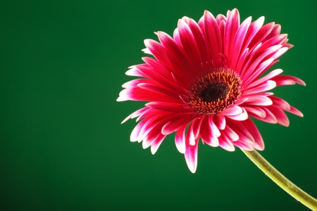 closeup of a red gerbera coming from the corner of the screen on green backgroundの写真素材