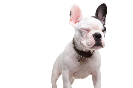 small french bulldog standing with eyes closed on white backgroundの写真素材