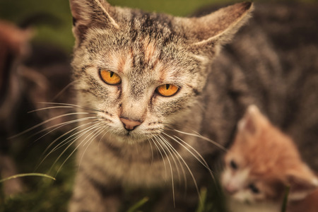 mother cat and its little cub in the grass, outdoor pictureの写真素材