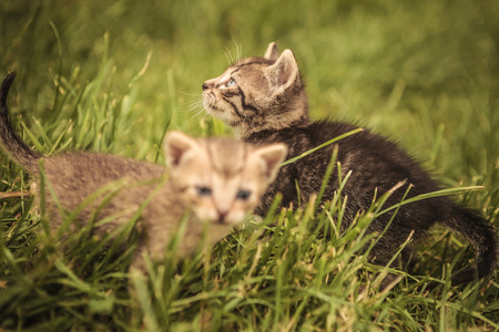 two small baby cats in the grass, one is looking up to somethingの写真素材