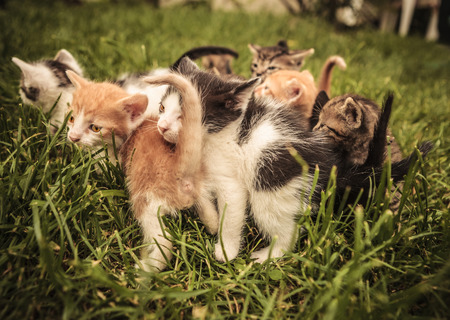 many baby cats standing and playing in the grassの写真素材