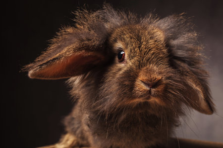 close up picture of a cute lion head bunny rabbit looking at the camera in studioの写真素材
