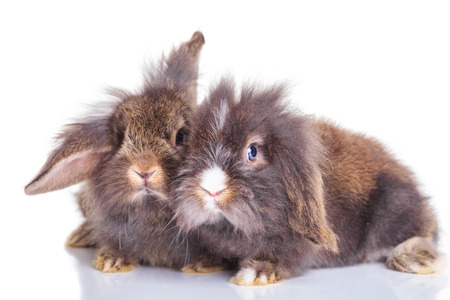 Side view of lion head rabbit bunnys lying down on studio background.の写真素材