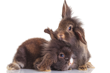 Side view of two cute lion head rabbit bunnys posing on isolated background.の写真素材
