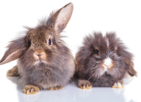 Picture of two adorable lion head rabbit bunnys sitting on isolated background.の写真素材