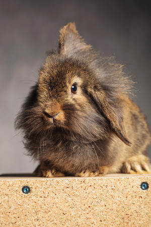 Portrait of a brown lion head rabbit bunny sitting on a wood box, on grey studio background.の写真素材