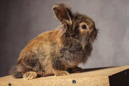 Side view of a brown lion head rabbit bunny sitting on a wood box.の写真素材