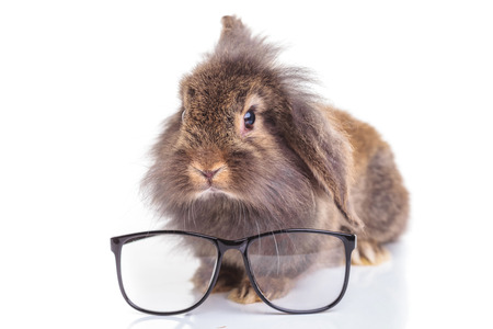 Lion head rabbit bunny sitting on isolated background with a pair of glasses in front of him.の写真素材