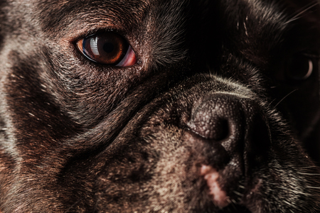 face, eyes and nose of a cute french bulldog puppy dog, closeup pictureの写真素材
