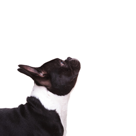 closeup of a french bulldog puppy looking up on white backgroundの写真素材