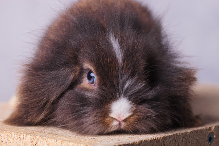 Close up picture of a furry lion head rabbit bunny lying his head on a wood box.の写真素材