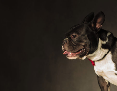 french bulldog puppy dog panting in studio wih copyspaceの写真素材