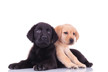 yellow little labrador retriever lying on top of black puppy on white backgroundの写真素材