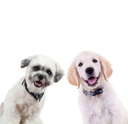 two curious puppies looking at the camera isolated on white background. small labrador retriever and bichon dogs standing togehterの写真素材