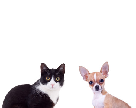 black and white cat near little chiwawa puppy dog isolated on white backgroundの写真素材