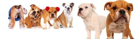 group of six english bulldogs on white backgroundの写真素材