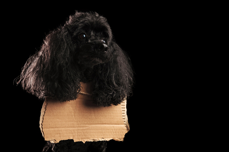 sad poodle wearing a blank sign at its neck is waiting on black studio backgroundの写真素材