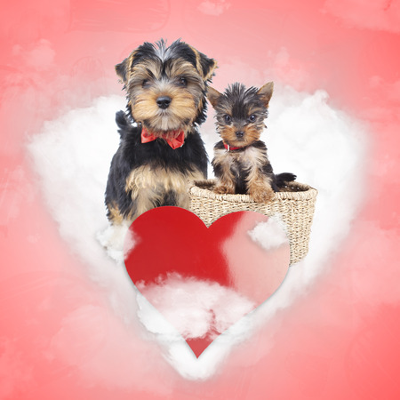mother and cub yorkshire terrier share a love cloud, mother's day concept or valentine's day の写真素材