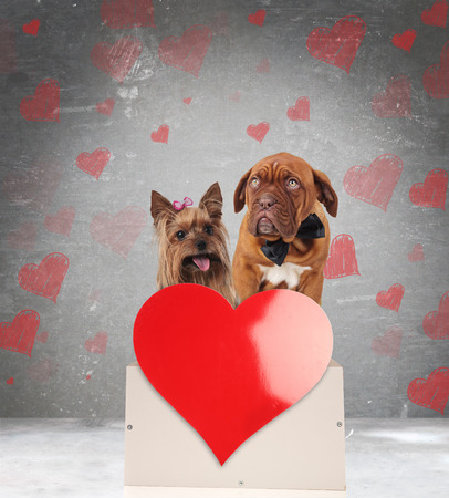 happy in love dog couple sitting on a box on a love backgroundの写真素材