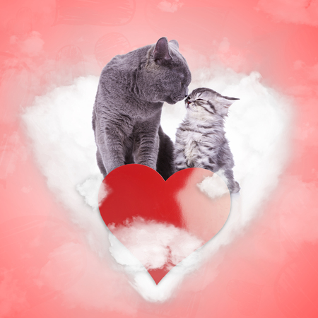in love cats are kissing on a heart shaped cloud, with red heart in front of them, on valentines dayの写真素材