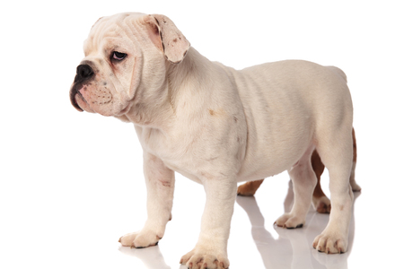 side view of a white english bulldog puppy standing with brother behind it , studio pictureの写真素材
