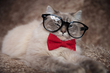 elegant adorable cat is wearing glasses and red bowtie , lying down on a furry studio backgroundの写真素材