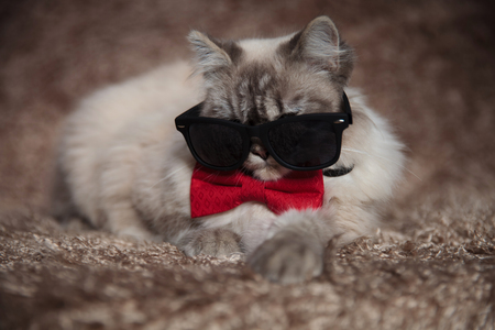 cool gangster cat wearing sunglasses and red bowtie is lying down on a furry studio backgroundの写真素材