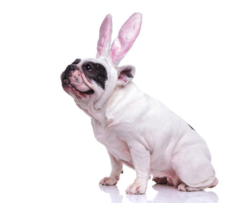 side view of a seated french bulldog wearing easter bunny ears and looks up on white backgroundの写真素材