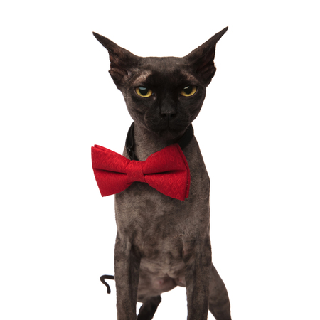grey grumpy cat wearing a bow tie on a white background while standingの写真素材
