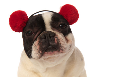 close up of a tired french bulldog wearing earmuffs on a white backgroundの写真素材