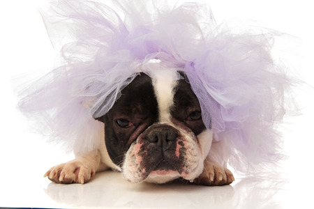 angry french bulldog with purple wedding veil on head, lying on a white backgroundの写真素材