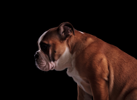 side view of cute english bulldog looking down to side while sitting on black backgroundの写真素材