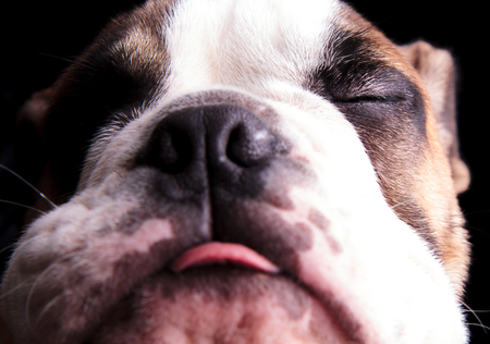 close up of adorable english bulldog with tongue exposed and eyes closed on black backgroundの写真素材