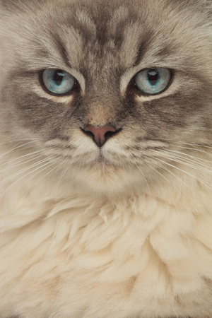close up of grey cat with blue eyes looking to side with only the head and the neck visibleの写真素材