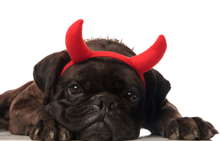 close up of adorable boxer with devil horns lyingの写真素材