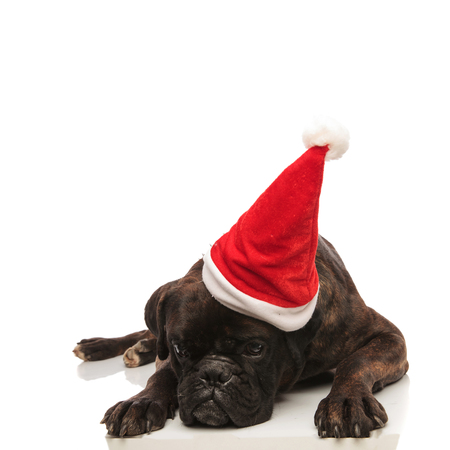 cute tired black boxer with santa cap lying on white background while looking downの写真素材