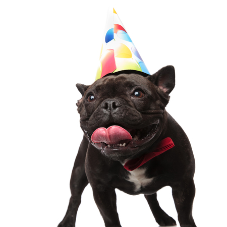 excited birthday french bulldog with red bowtie looks to side while standing on white background pantingの写真素材