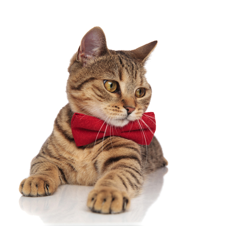 adorable tabby british fold with red bowtie looks to side while lying on white backgroundの写真素材