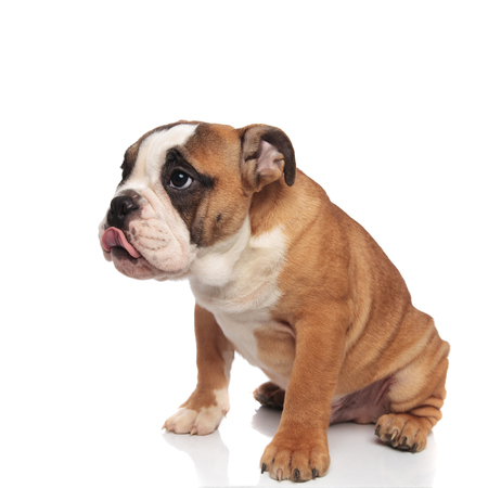 adorable seated hungry english bulldog with tongue out on white backgroundの写真素材