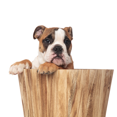 close up of brown english bulldog inside wooden bucket with paws hanging on white backgroundの写真素材