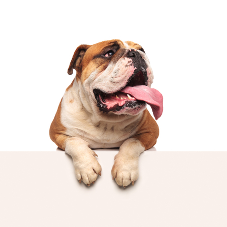panting english bulldog lying on white background with paws hanging looks to sideの写真素材