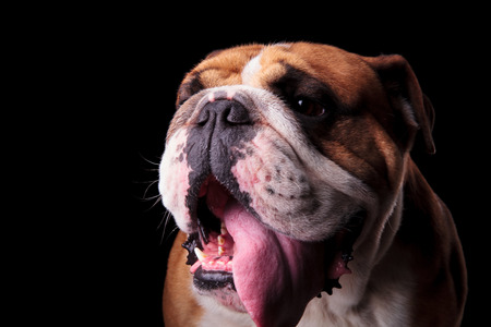 head of cute brown and white english bulldog panting and looking to side on black backgroundの写真素材