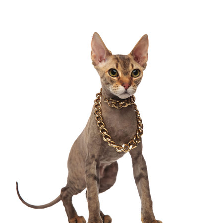 grey metis cat with golden chain around neck looks to side while standing on white background