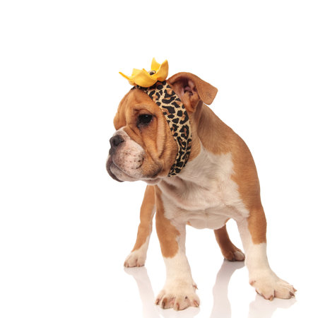 curious english bulldog with animal print headband looks to side while standing on white backgroundの写真素材