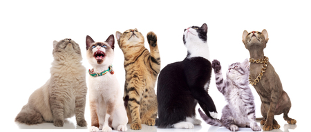 team of curious cats looks up while sitting and standing on white background, two of them having thei paws raisedの写真素材