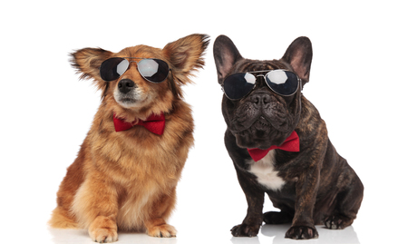 metis and french bulldog couple wearing sunglasses and bowties while sitting on white backgroundの写真素材