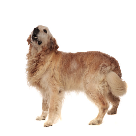side view of labrador looking up in awe while standing on white backgroundの写真素材