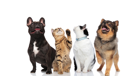 four adorable pets standing and sitting on white background and looking upの写真素材